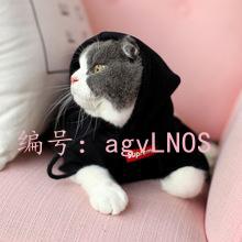 Ԥ